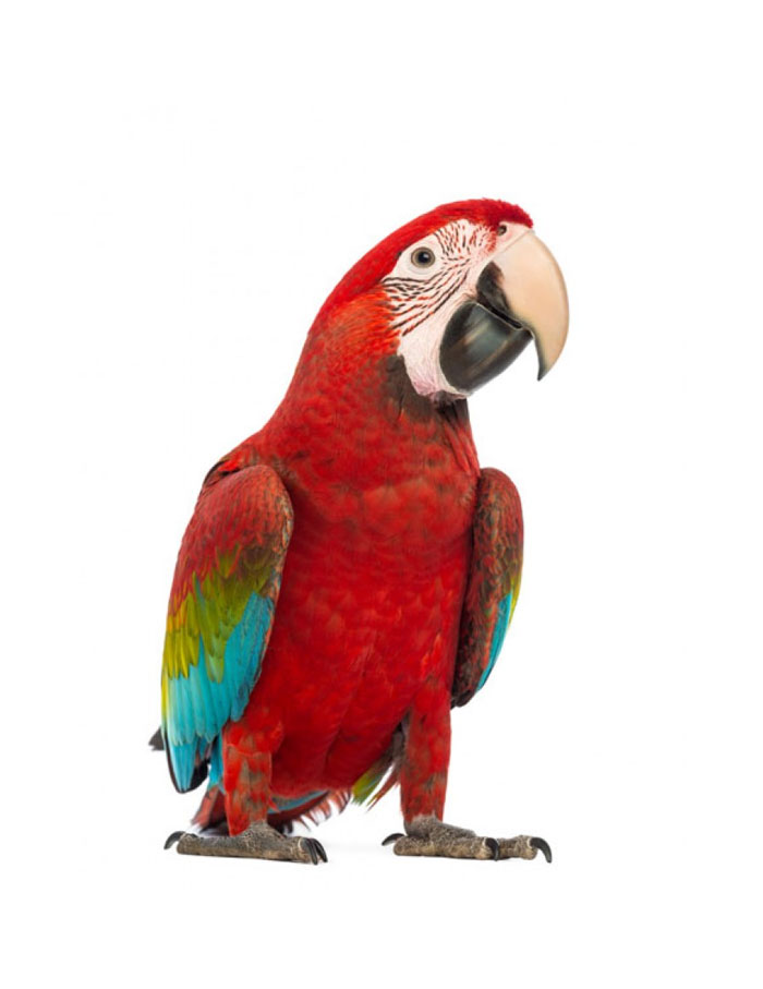 vest På jorden kemikalier Green Winged Macaw Parrot – PetPlus